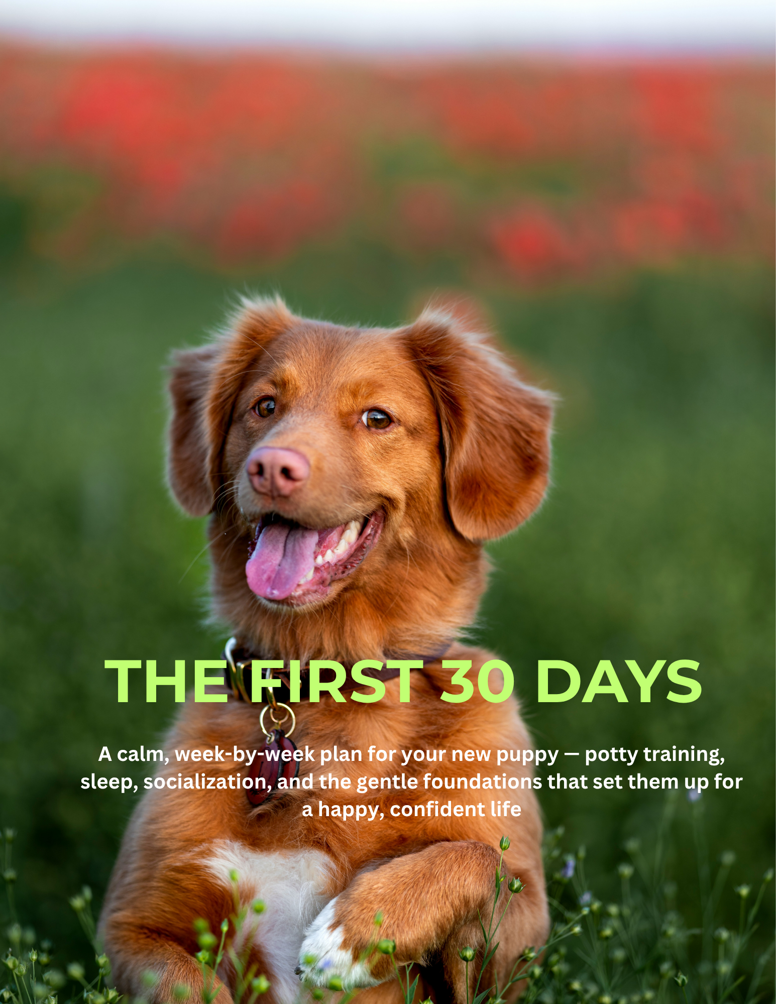 How to trian your puppy for The-First-30-Days
